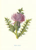Dwarf Thistle. Wild Flowers by Frederick Edward Hulme c1895 old antique print