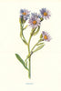 Starwort. Wild Flowers by Frederick Edward Hulme c1895 old antique print