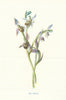 Bee Orchis. Wild Flowers by Frederick Edward Hulme c1895 old antique print