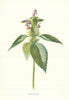 Hemp-Nettle. Wild Flowers by Frederick Edward Hulme c1895 old antique print