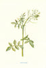 Water-Cress. Wild Flowers by Frederick Edward Hulme c1895 old antique print