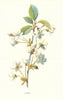 Cherry. Wild Flowers by Frederick Edward Hulme c1895 old antique print picture