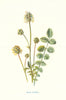 Salad Burnet. Wild Flowers by Frederick Edward Hulme c1895 old antique print