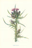 Marsh Thistle. Wild Flowers by Frederick Edward Hulme c1895 old antique print