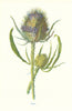 Teasel. Wild Flowers by Frederick Edward Hulme c1895 old antique print picture