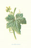 Red-Berried Bryony. Wild Flowers by Frederick Edward Hulme c1895 old print