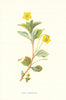 Wood Loosestrife. Wild Flowers by Frederick Edward Hulme c1895 old print