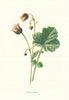 Water Avens. Wild Flowers by Frederick Edward Hulme c1895 old antique print
