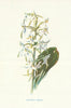 Butterfly Orchis. Wild Flowers by Frederick Edward Hulme c1895 old print