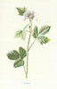 Dewberry. Wild Flowers by Frederick Edward Hulme c1895 old antique print