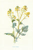 Yellow Rocket. Wild Flowers by Frederick Edward Hulme c1895 old antique print