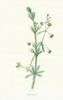 Goose-Grass. Wild Flowers by Frederick Edward Hulme c1895 old antique print