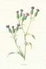 Saw-Wort. Wild Flowers by Frederick Edward Hulme c1895 old antique print