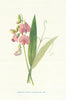 Everlasting Pea. Wild Flowers by Frederick Edward Hulme c1895 old print