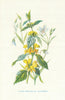 Yellow Dead-Nettle. Wild Flowers by Frederick Edward Hulme c1895 old print