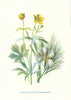 Stitchwort. Wild Flowers by Frederick Edward Hulme c1895 old antique print