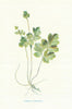 Tuberous Moschatel. Wild Flowers by Frederick Edward Hulme c1895 old print