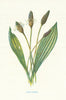 Lamb's-Tongue. Wild Flowers by Frederick Edward Hulme c1895 old antique print
