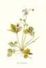 Wild Strawberry. Wild Flowers by Frederick Edward Hulme c1895 old print