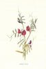 Common Vetch. Wild Flowers by Frederick Edward Hulme c1895 old antique print