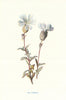 Sea Campion. Wild Flowers by Frederick Edward Hulme c1895 old antique print