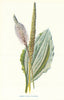 Broad-Leaved Plantain. Wild Flowers by Frederick Edward Hulme c1895 old print