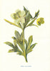 Green Hellebore. Wild Flowers by Frederick Edward Hulme c1895 old print
