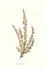 Heath or Ling. Wild Flowers by Frederick Edward Hulme c1895 old antique print