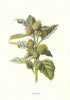 Burdock. Wild Flowers by Frederick Edward Hulme c1895 old antique print
