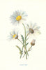Ox-eye Daisy. Wild Flowers by Frederick Edward Hulme c1895 old antique print