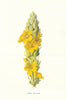 Mullein. Wild Flowers by Frederick Edward Hulme c1895 old antique print