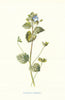 Buxbaum's Speedwell. Wild Flowers by Frederick Edward Hulme c1895 old print