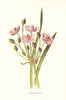 Flowering-Rush. Wild Flowers by Frederick Edward Hulme c1895 old antique print