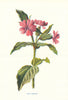 Pink Campion. Wild Flowers by Frederick Edward Hulme c1895 old antique print