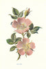 Dog-Rose. Wild Flowers by Frederick Edward Hulme c1895 old antique print