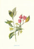Spindle-Tree. Wild Flowers by Frederick Edward Hulme c1895 old antique print