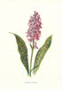 Spotted Orchis. Wild Flowers by Frederick Edward Hulme c1895 old antique print