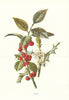 Holly. Wild Flowers by Frederick Edward Hulme c1895 old antique print picture