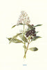 Privet. Wild Flowers by Frederick Edward Hulme c1895 old antique print picture