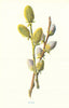 Sallow. Wild Flowers by Frederick Edward Hulme c1895 old antique print picture