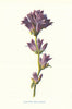 Clustered Bell-Flower. Wild Flowers by Frederick Edward Hulme c1895 old print