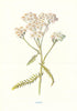 Yarrow. Wild Flowers by Frederick Edward Hulme c1895 old antique print picture