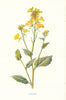Charlock. Wild Flowers by Frederick Edward Hulme c1895 old antique print