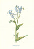 Forget-Me-Not. Wild Flowers by Frederick Edward Hulme c1895 old antique print