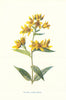 Yellow Loose-Stripe. Wild Flowers by Frederick Edward Hulme c1895 old print