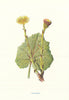 Coltsfoot. Wild Flowers by Frederick Edward Hulme c1895 old antique print