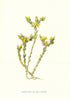 Stone-Crop. Wild Flowers by Frederick Edward Hulme c1895 old antique print