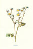 Feverfew. Wild Flowers by Frederick Edward Hulme c1895 old antique print