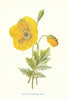 Mountain Poppy. Wild Flowers by Frederick Edward Hulme c1895 old antique print