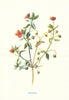 Pimpernel. Wild Flowers by Frederick Edward Hulme c1895 old antique print